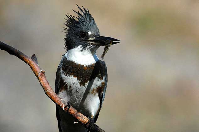 female-kingfisher